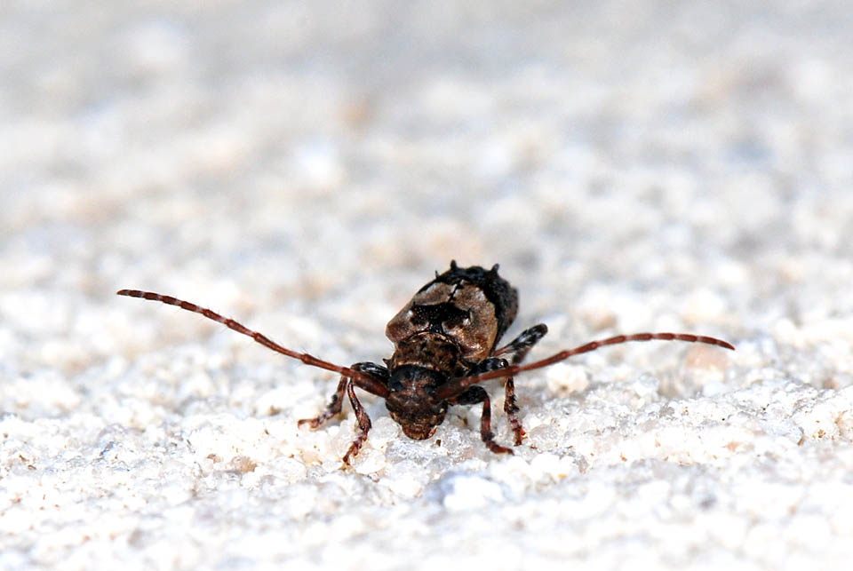 identificazione: Pogonocherus hispidus